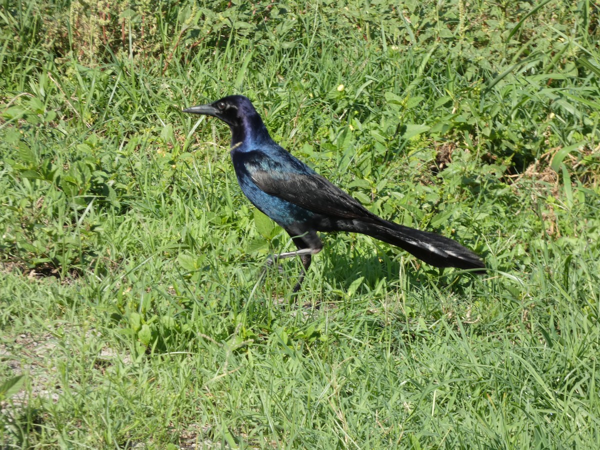 Boat-tailed Grackle - ML620744629