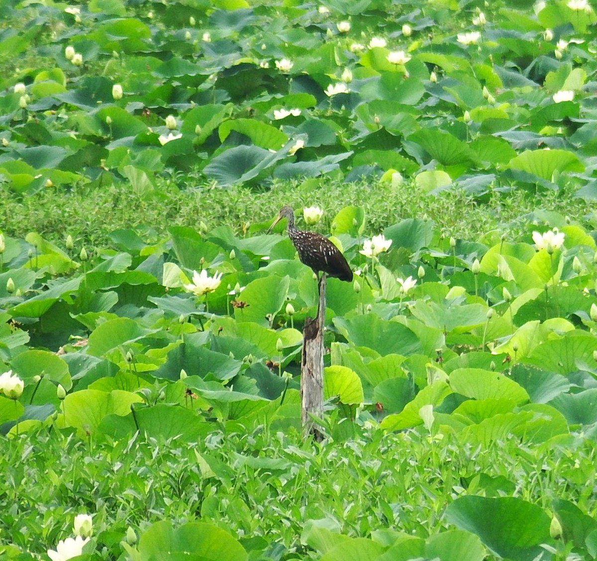 Limpkin - ML620744636