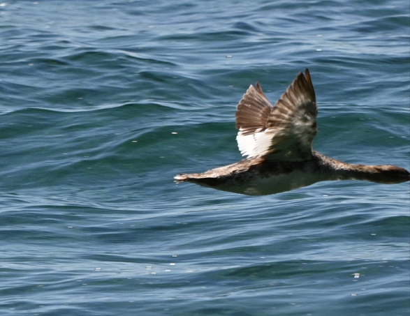 Red-breasted Merganser - ML620744638
