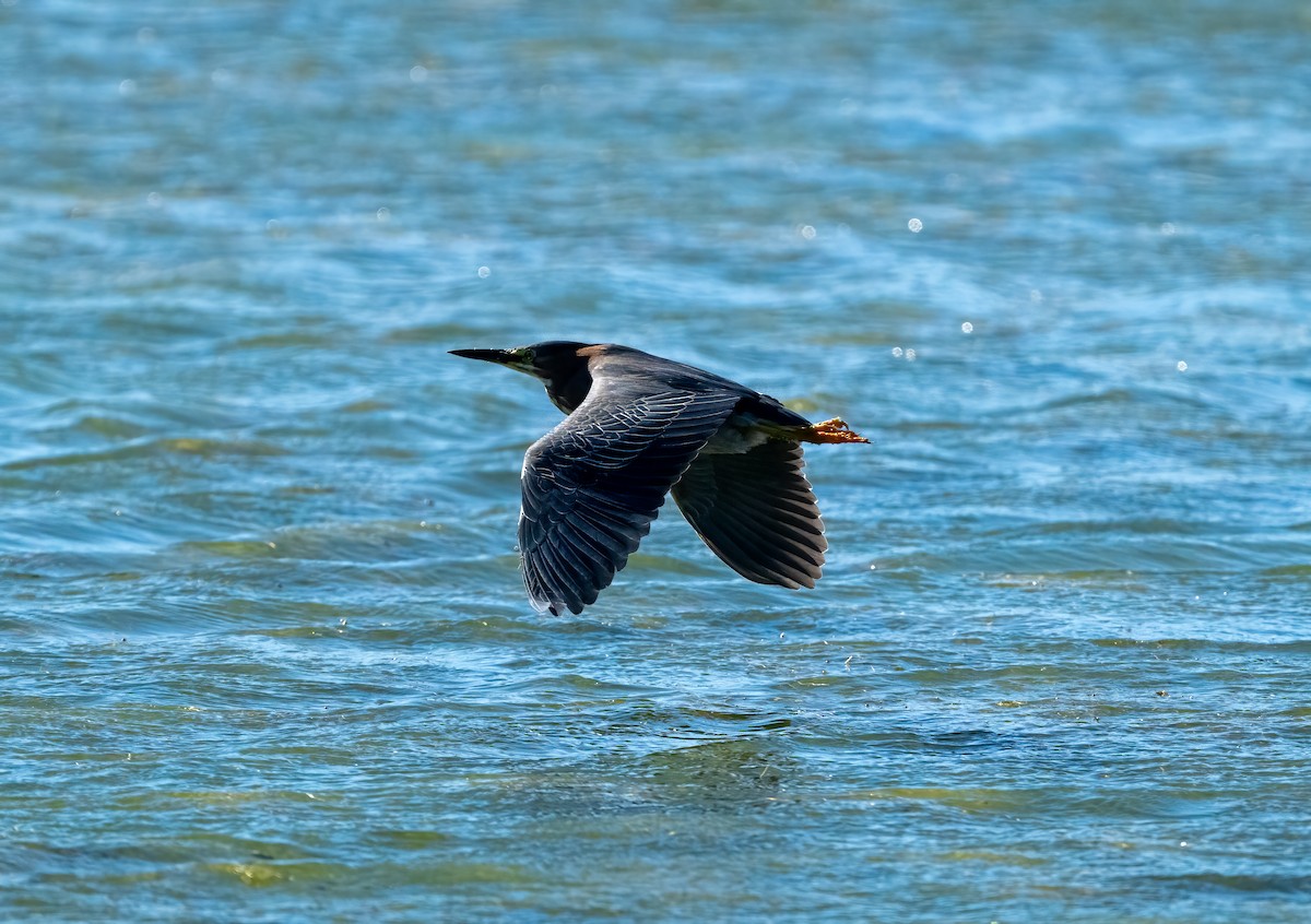 Green Heron - ML620744640