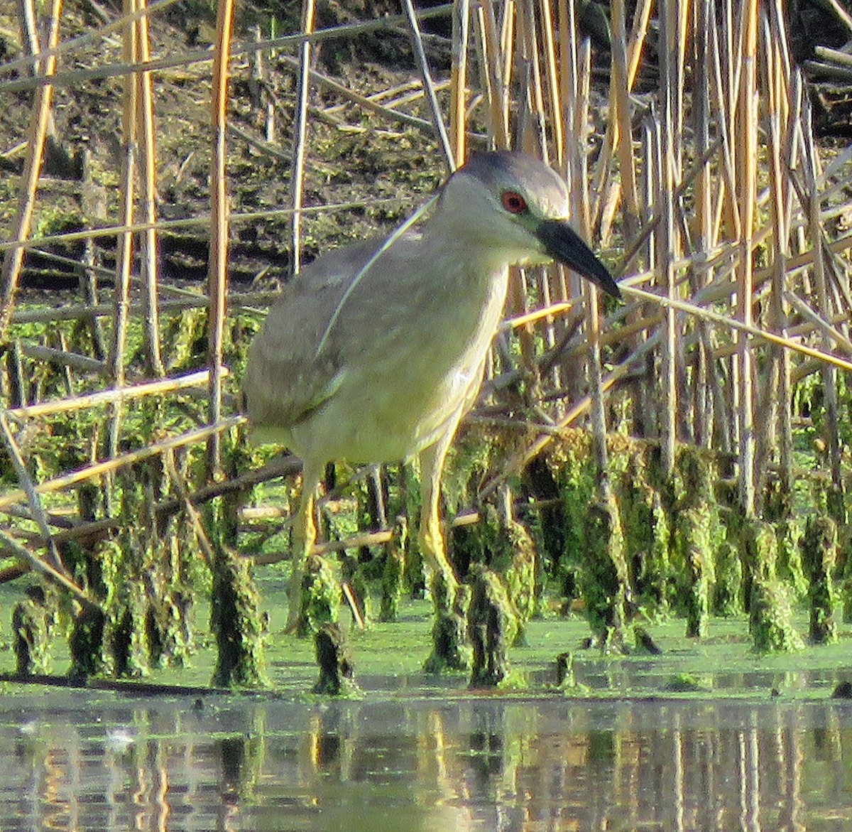 Black-crowned Night Heron - ML620744641