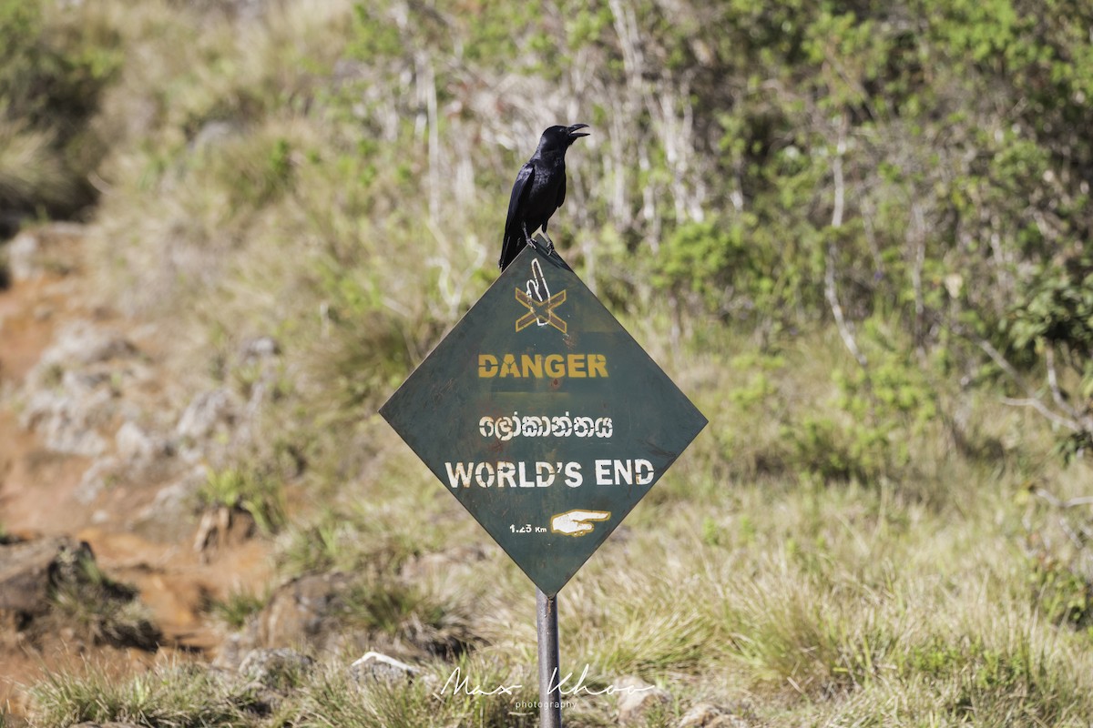 Large-billed Crow - ML620744643