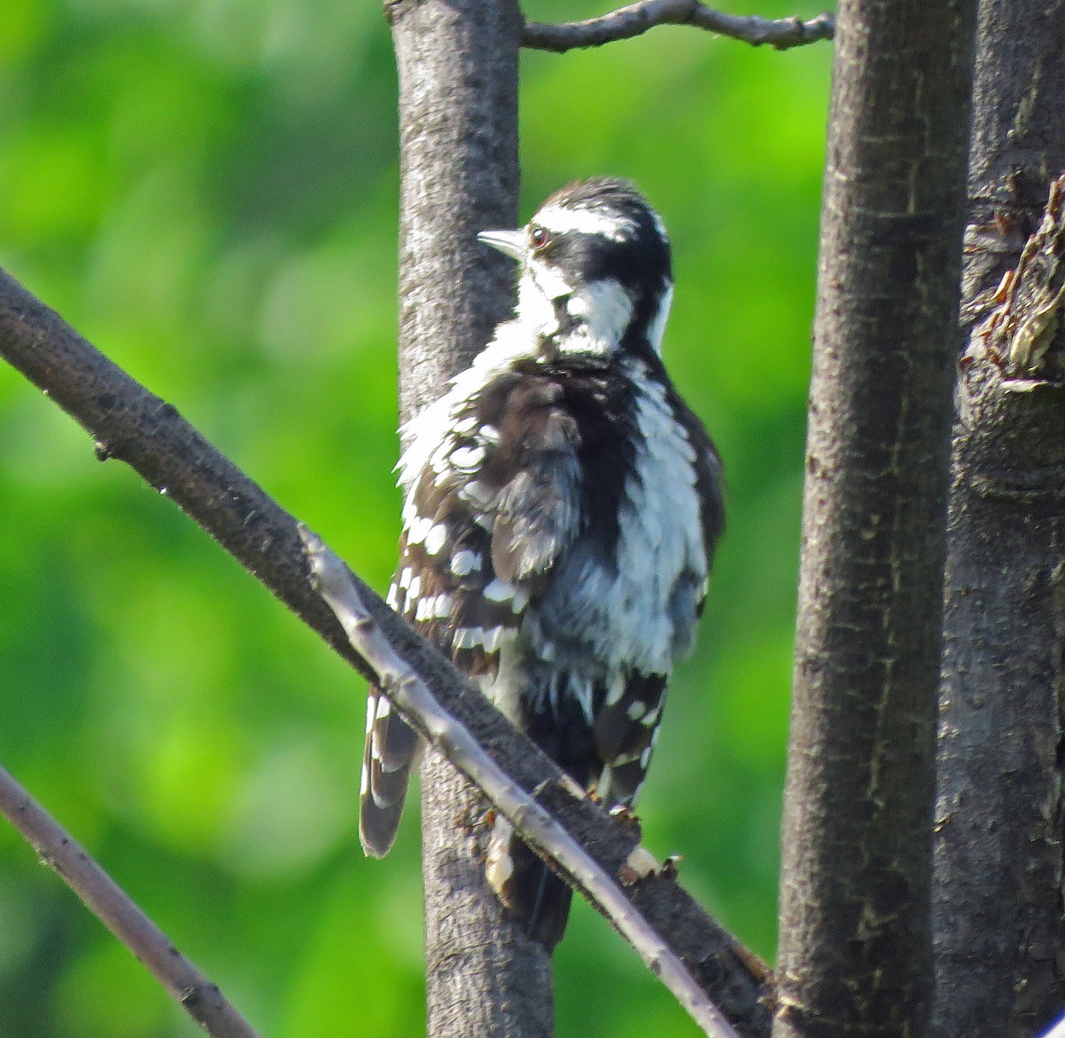 Downy Woodpecker - ML620744644