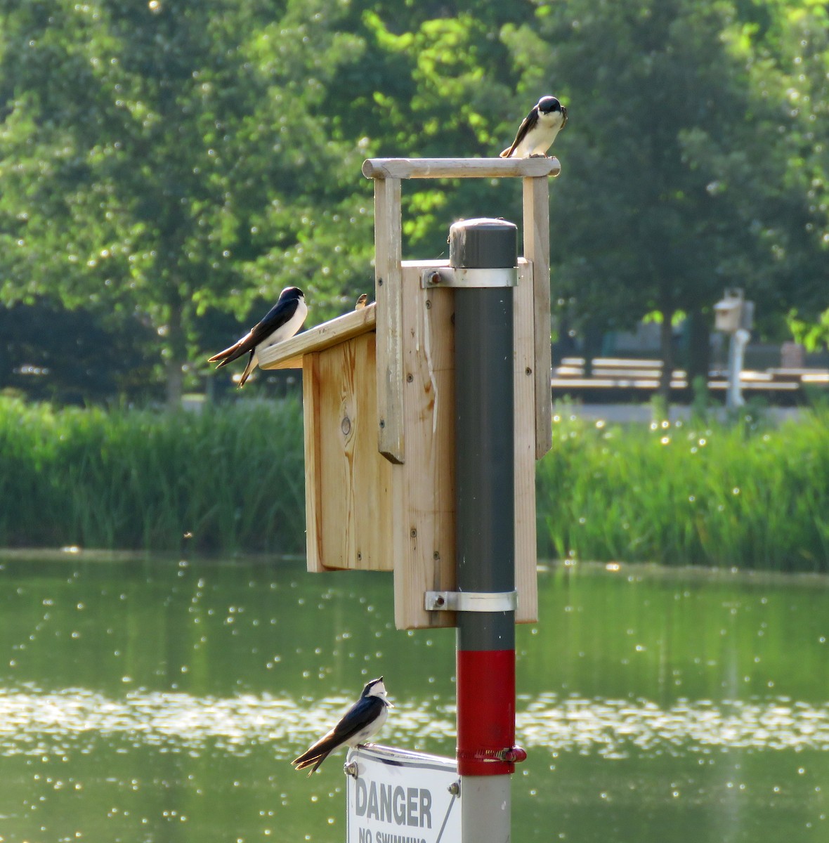 Tree Swallow - ML620744647