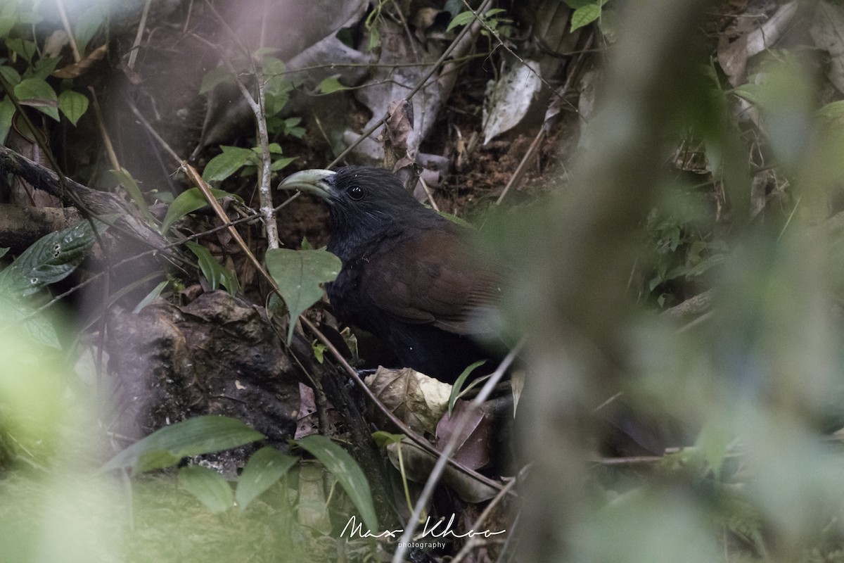 Green-billed Coucal - Max Khoo