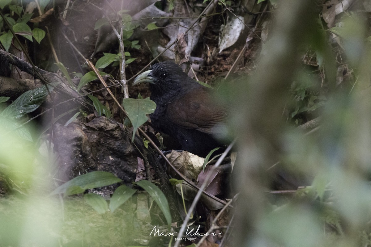 Green-billed Coucal - ML620744649