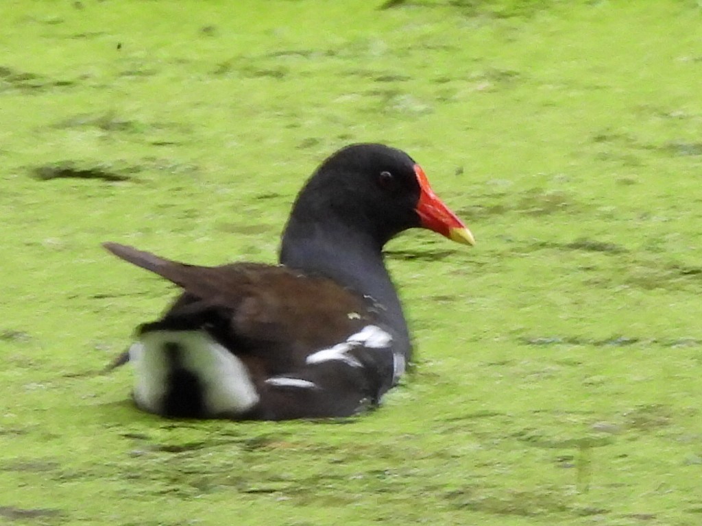 Eurasian Moorhen - ML620744650