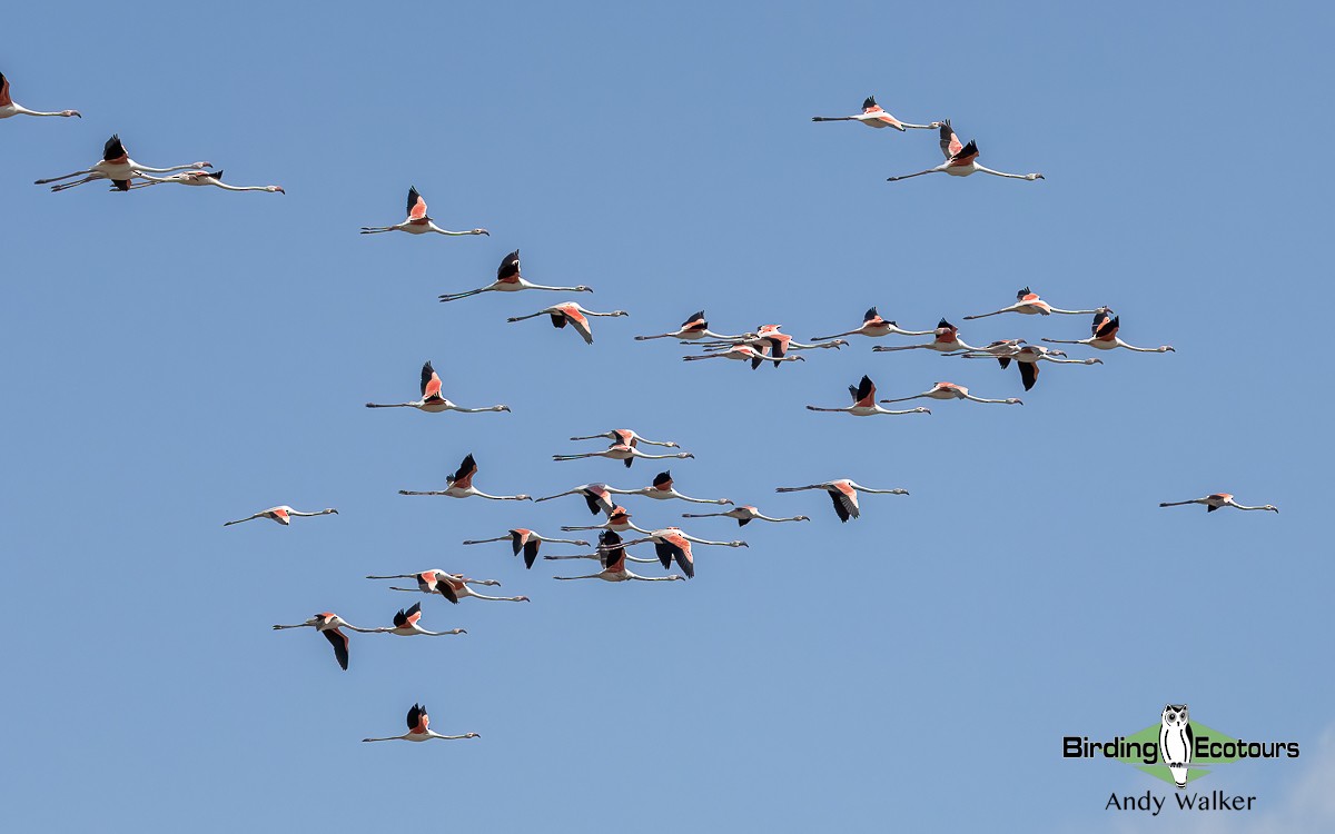 Greater Flamingo - Andy Walker - Birding Ecotours