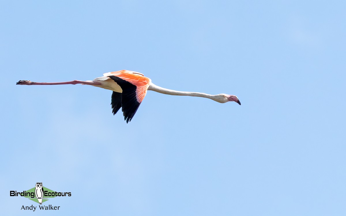 Greater Flamingo - ML620744652