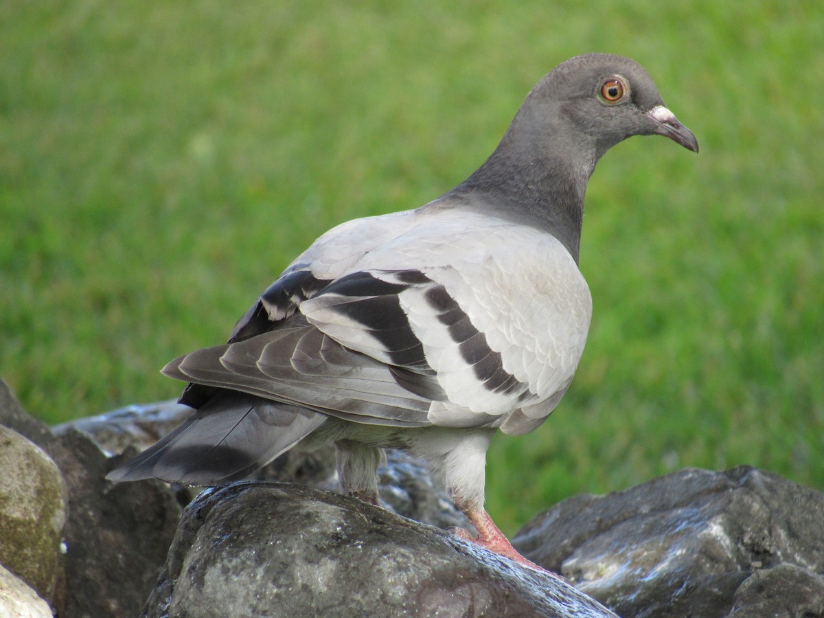 Rock Pigeon (Feral Pigeon) - ML620744654