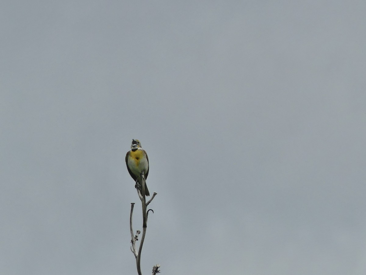 Dickcissel - ML620744656