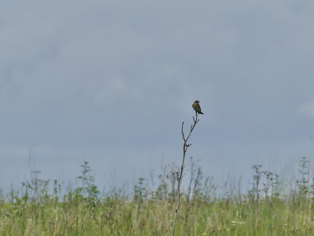 Dickcissel - ML620744659