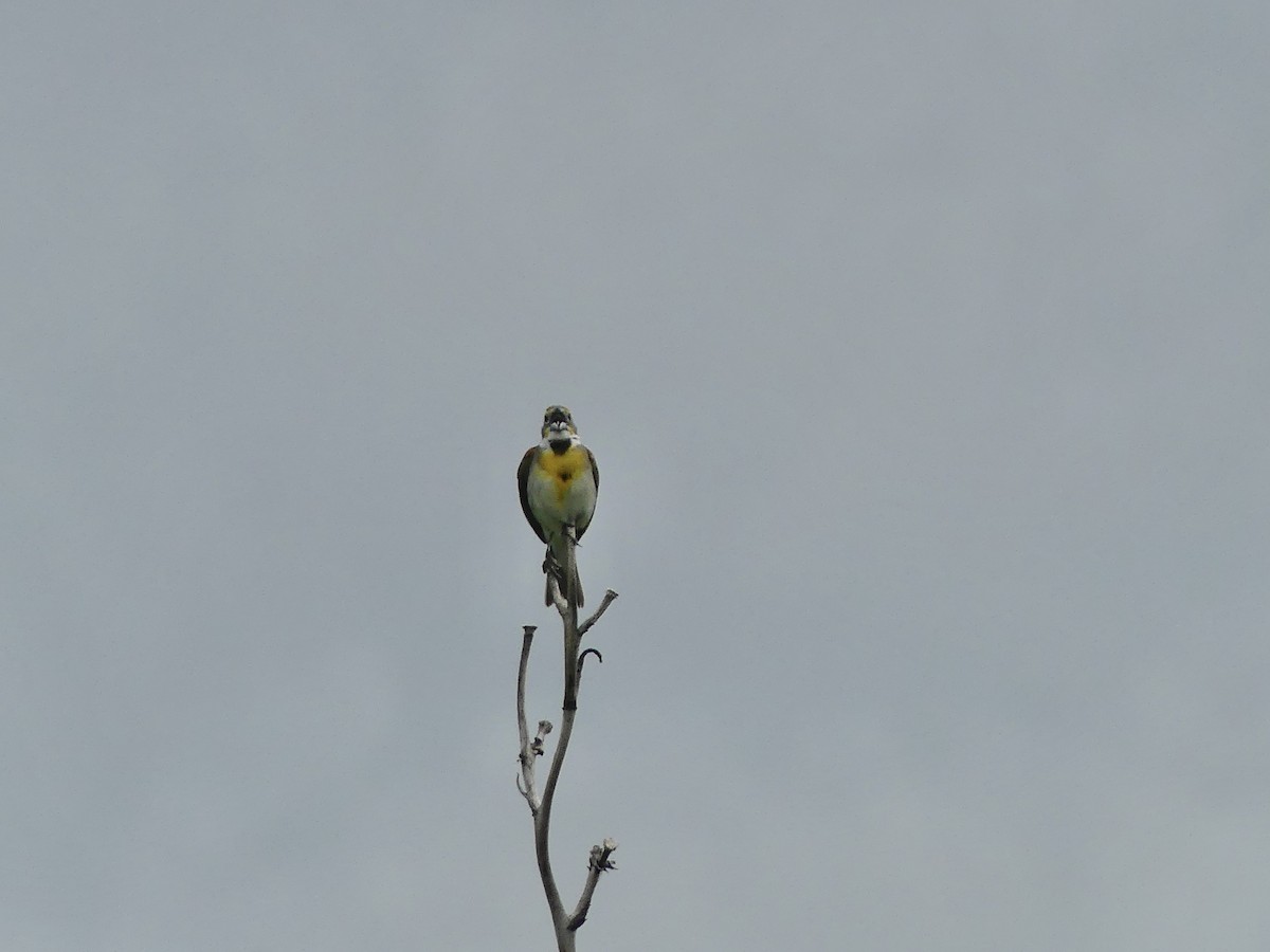 Dickcissel - ML620744660