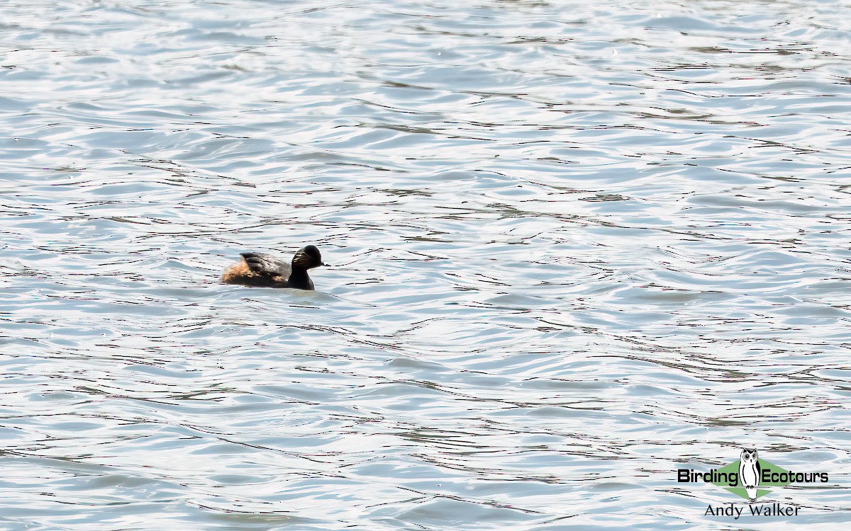 Eared Grebe - ML620744668