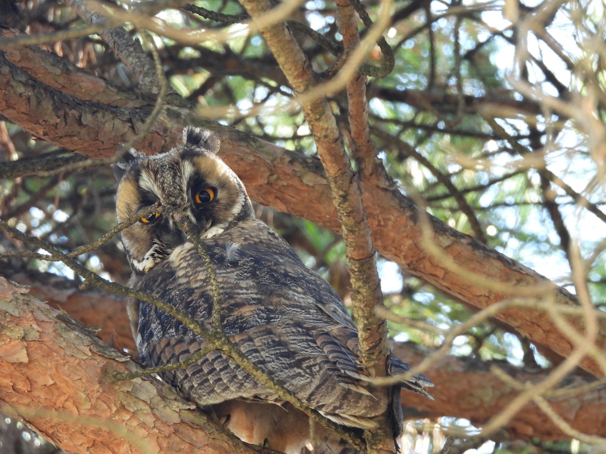 Long-eared Owl - Jose Zarapico