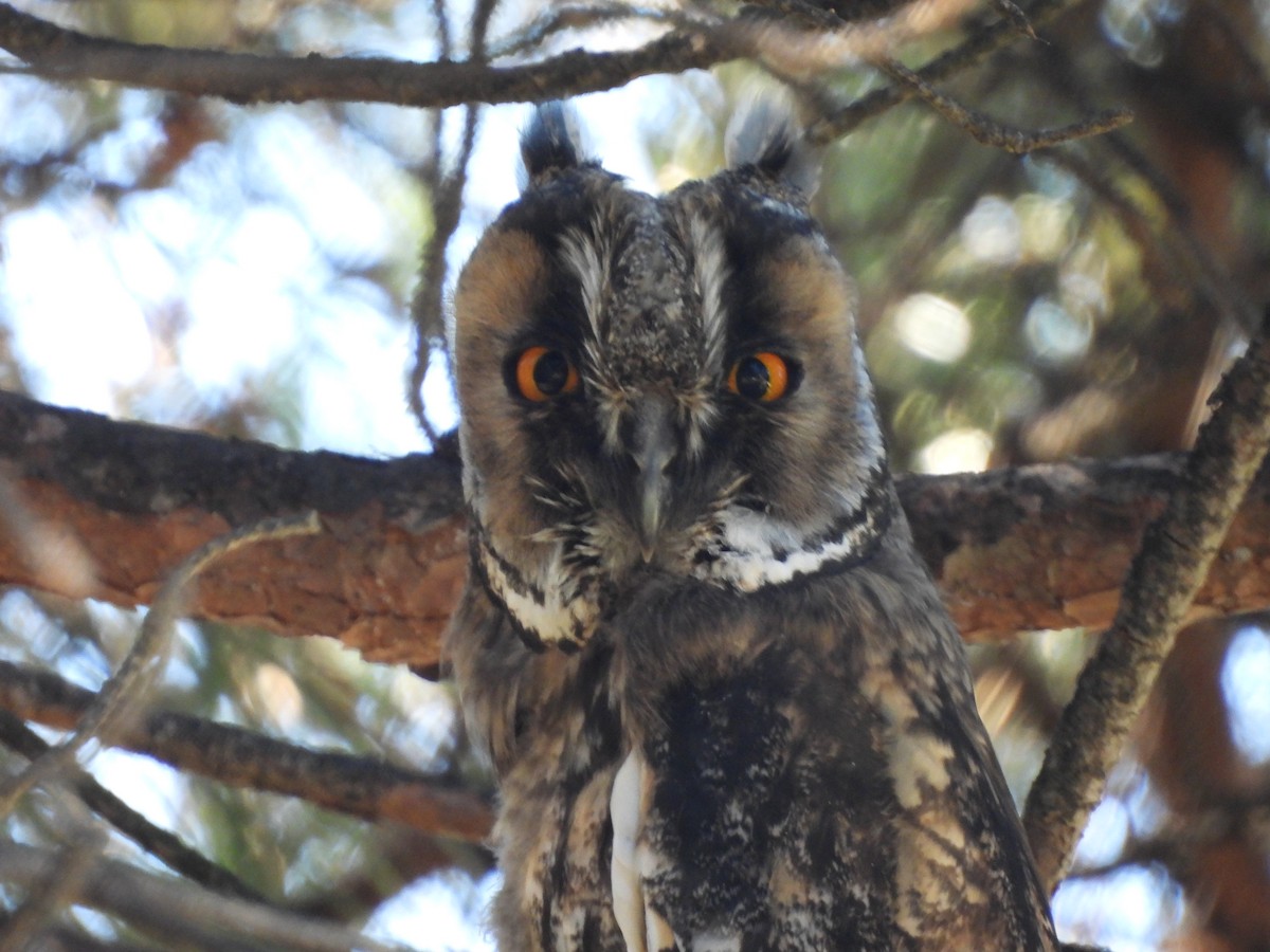 Long-eared Owl - Jose Zarapico