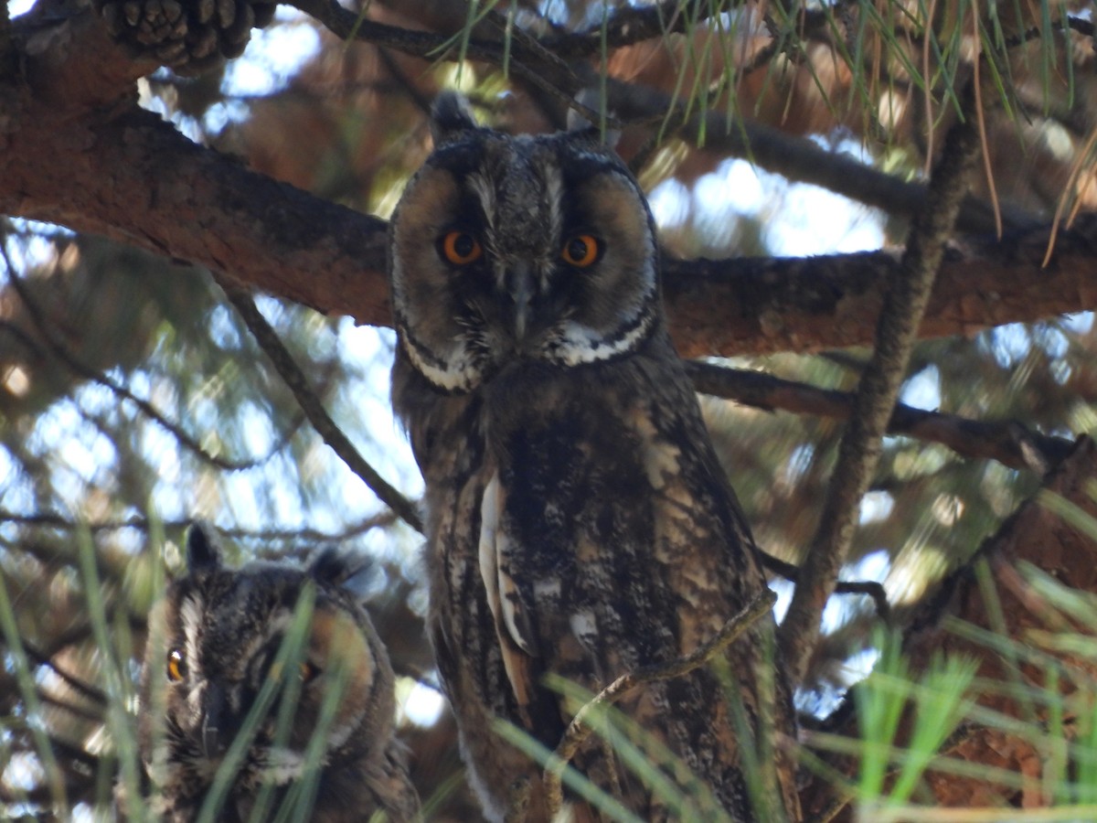 Long-eared Owl - ML620744672