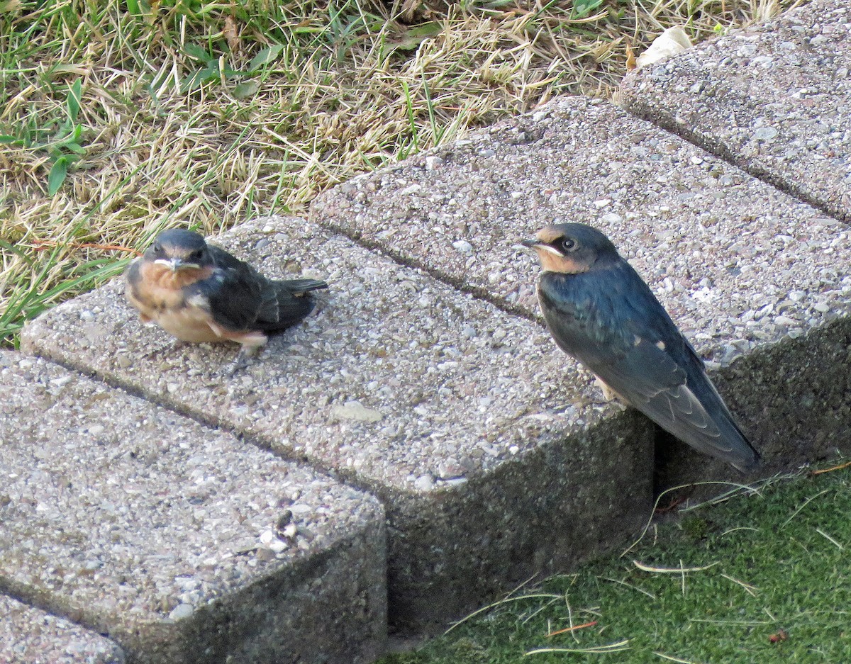 Barn Swallow - ML620744680