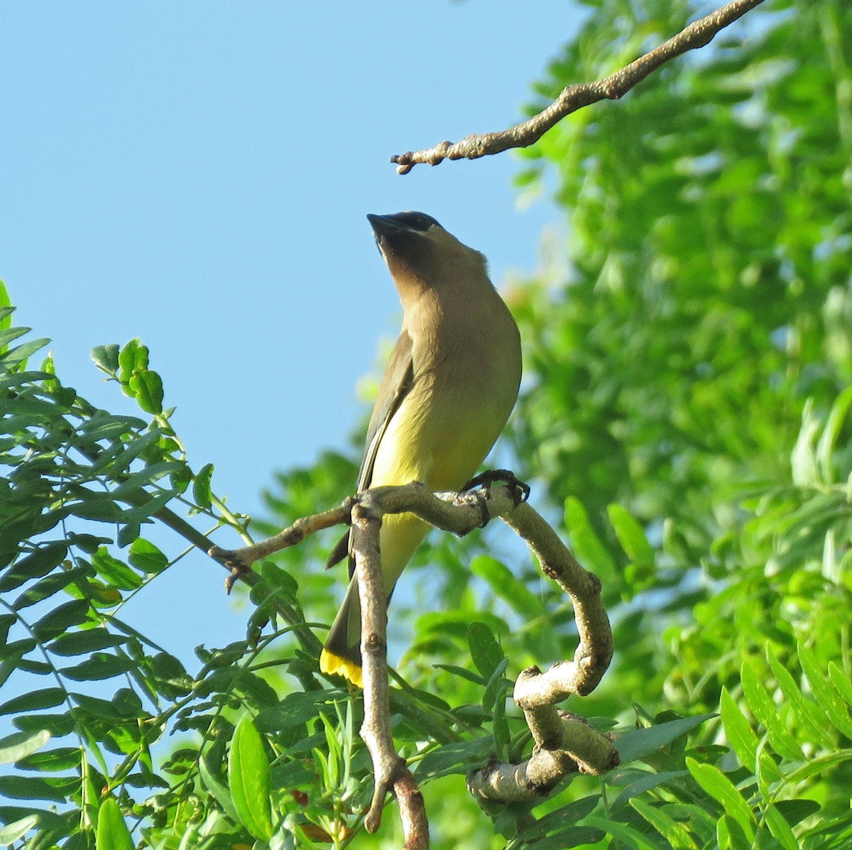 Cedar Waxwing - ML620744685