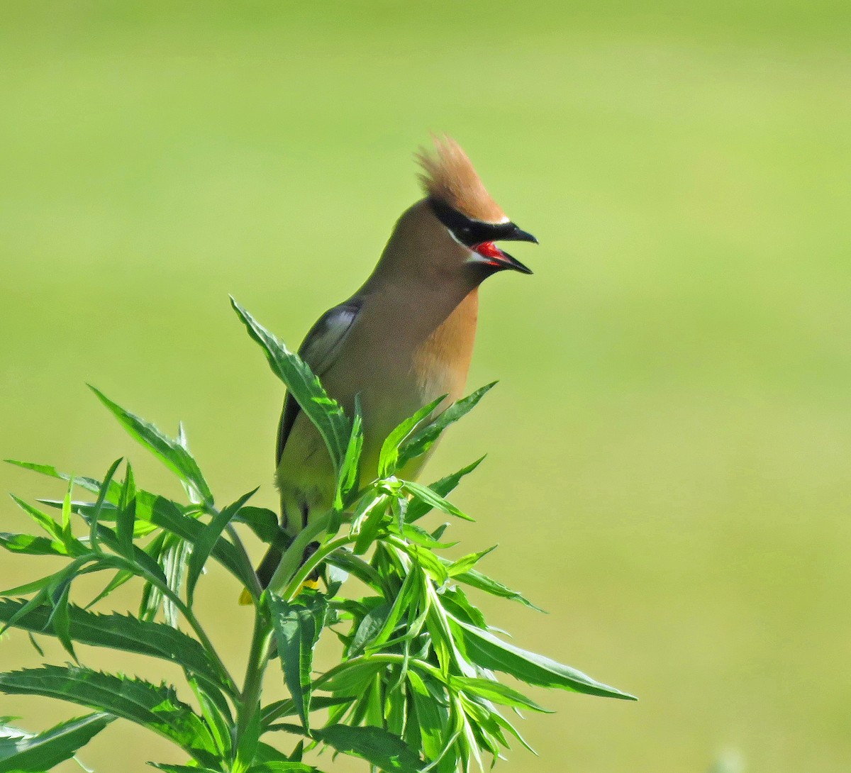 Cedar Waxwing - ML620744687