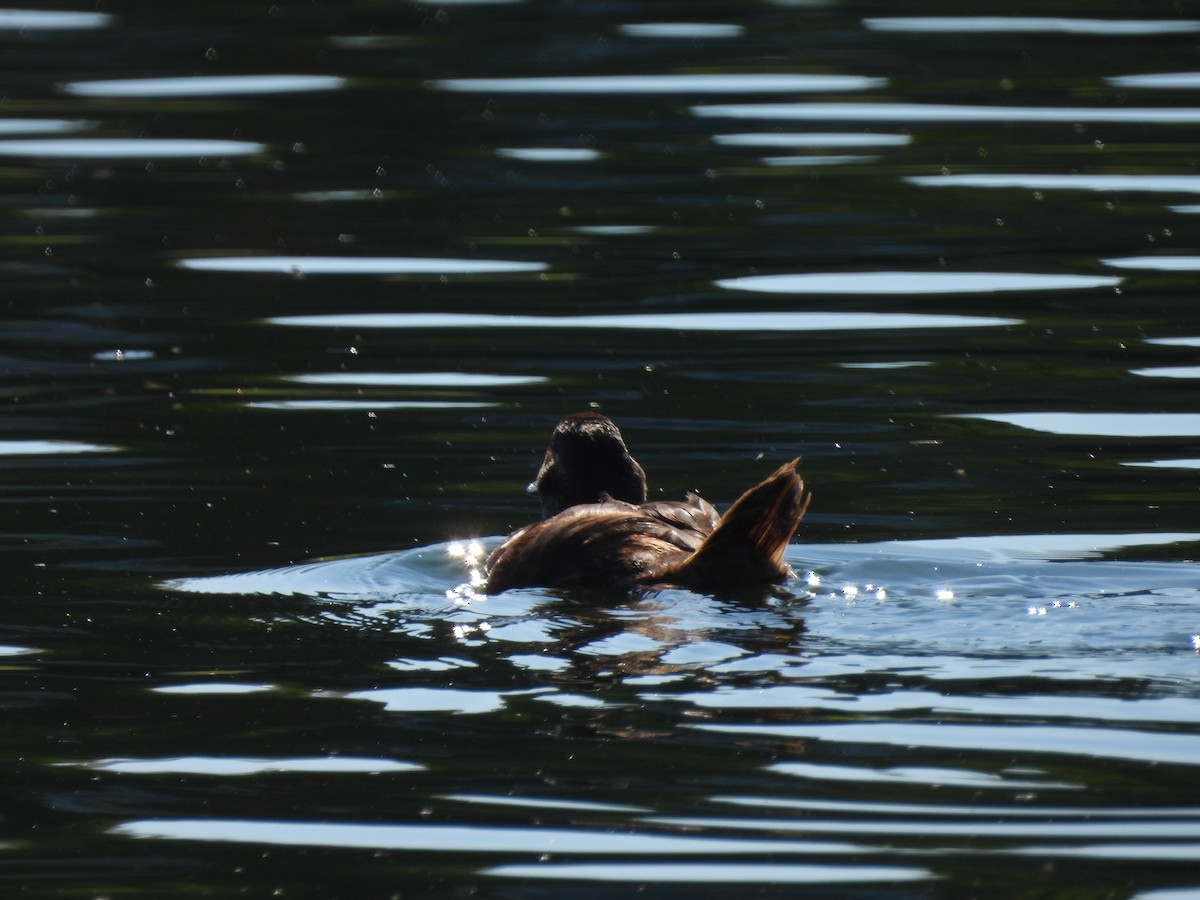 White-headed Duck - ML620744691