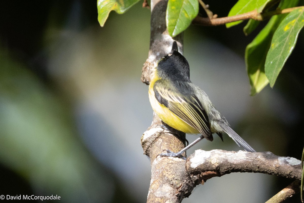 Common Tody-Flycatcher - David McCorquodale