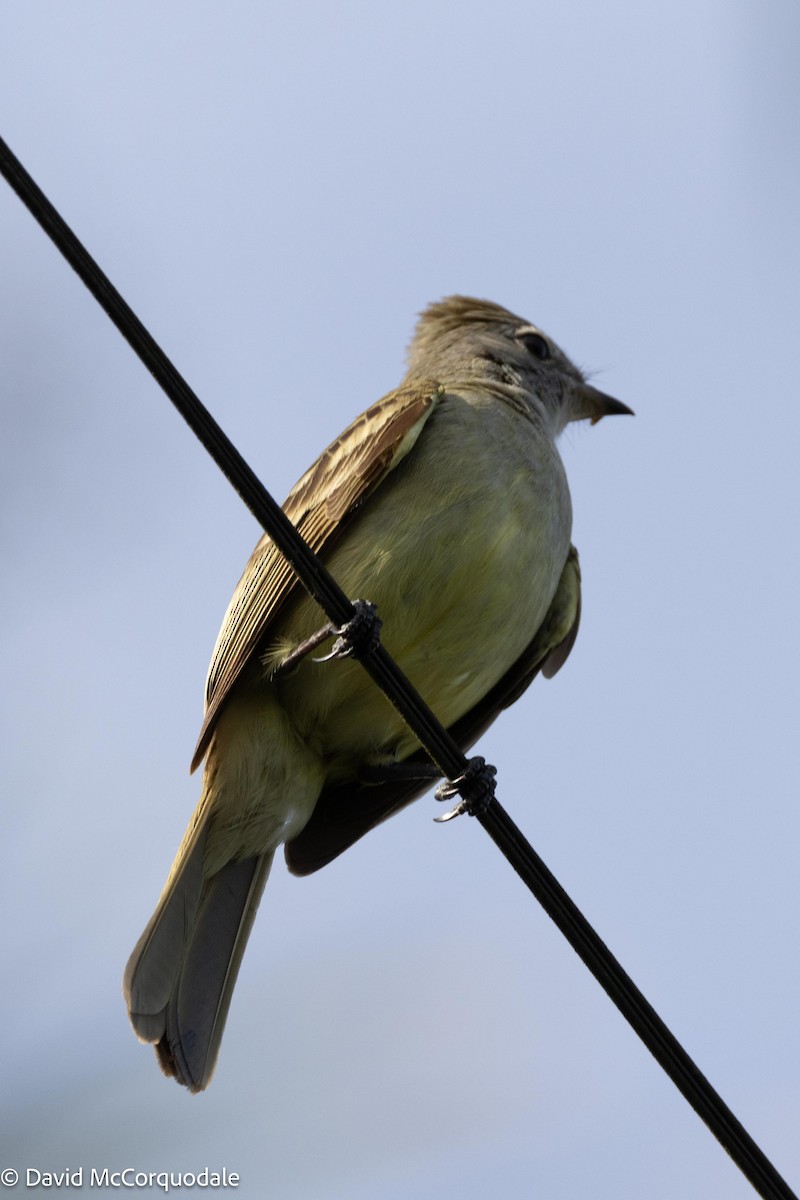 Yellow-bellied Elaenia - ML620744698