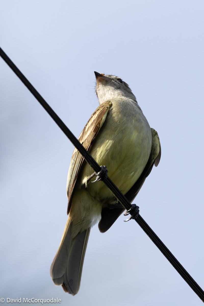 Yellow-bellied Elaenia - David McCorquodale