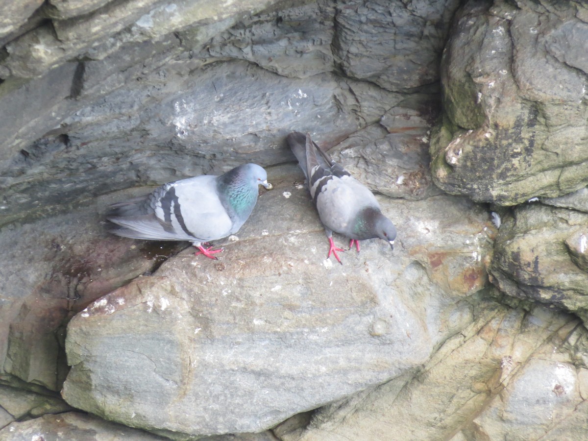 Rock Pigeon - ML620744700