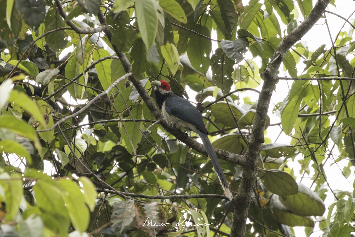 Red-faced Malkoha - ML620744701