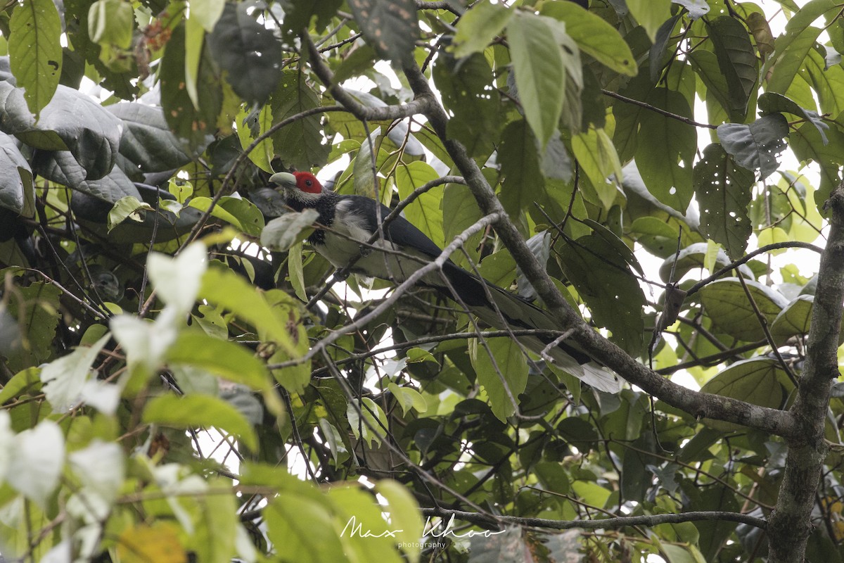 Red-faced Malkoha - ML620744702