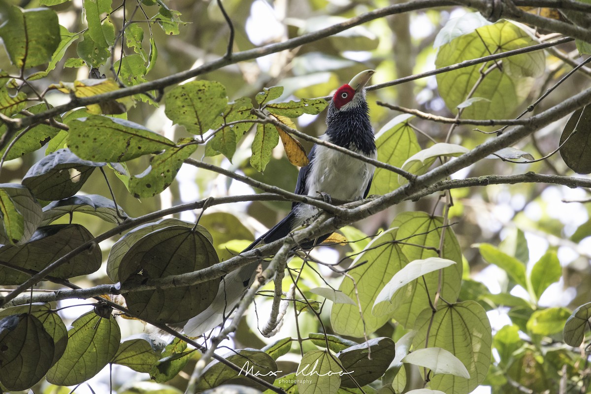 Red-faced Malkoha - ML620744704