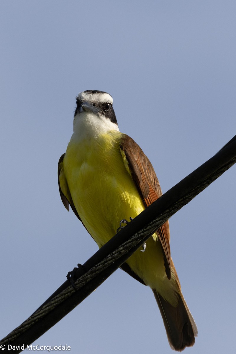 Great Kiskadee - ML620744707