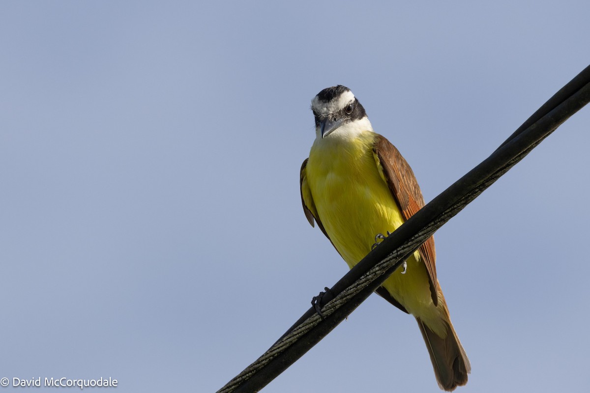 Great Kiskadee - ML620744708