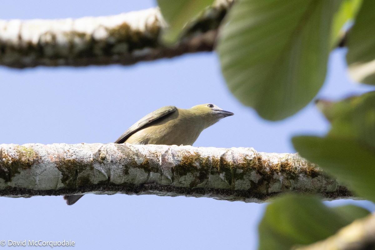Palm Tanager - ML620744710