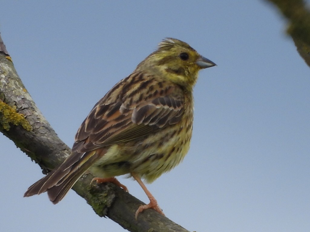 Yellowhammer - ML620744713