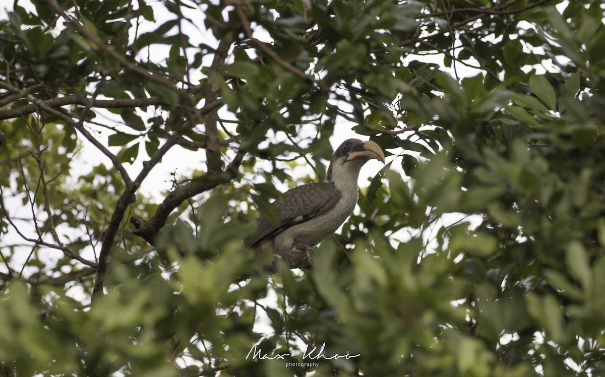 Sri Lanka Gray Hornbill - ML620744723