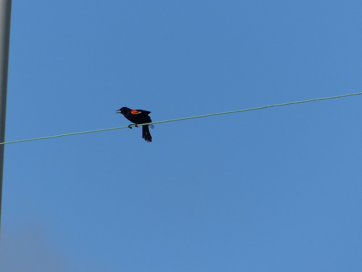 Red-winged Blackbird - ML620744730