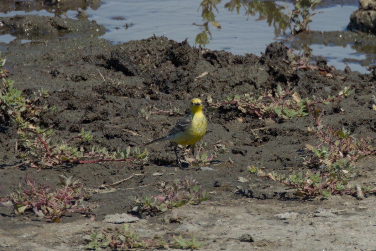 Citrine Wagtail - Severin Uebbing