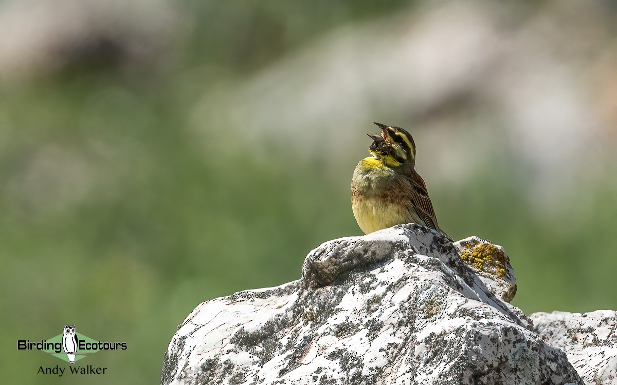 Cirl Bunting - ML620744742