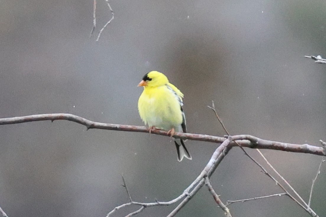 American Goldfinch - ML620744746