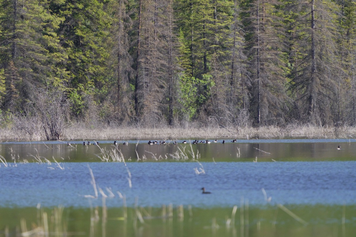 Lesser Scaup - ML620744749