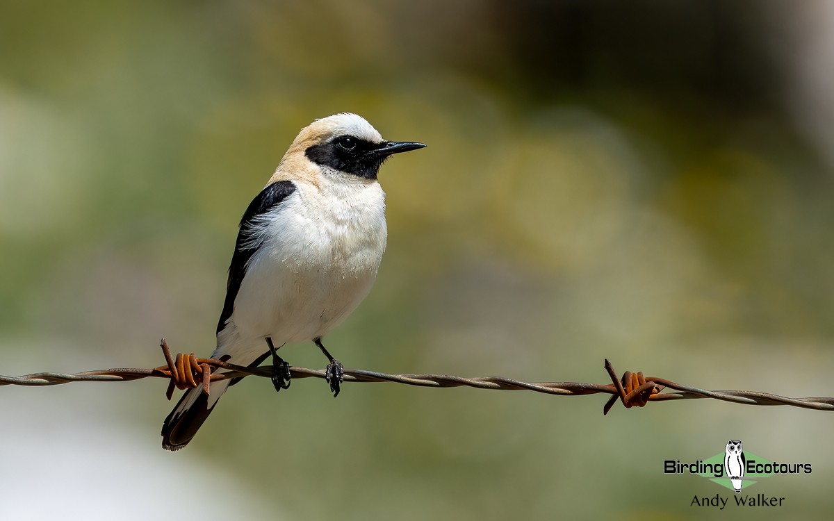 Western Black-eared Wheatear - ML620744751