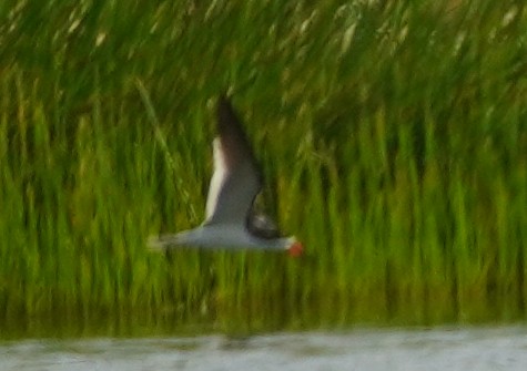 Black Skimmer - ML620744752