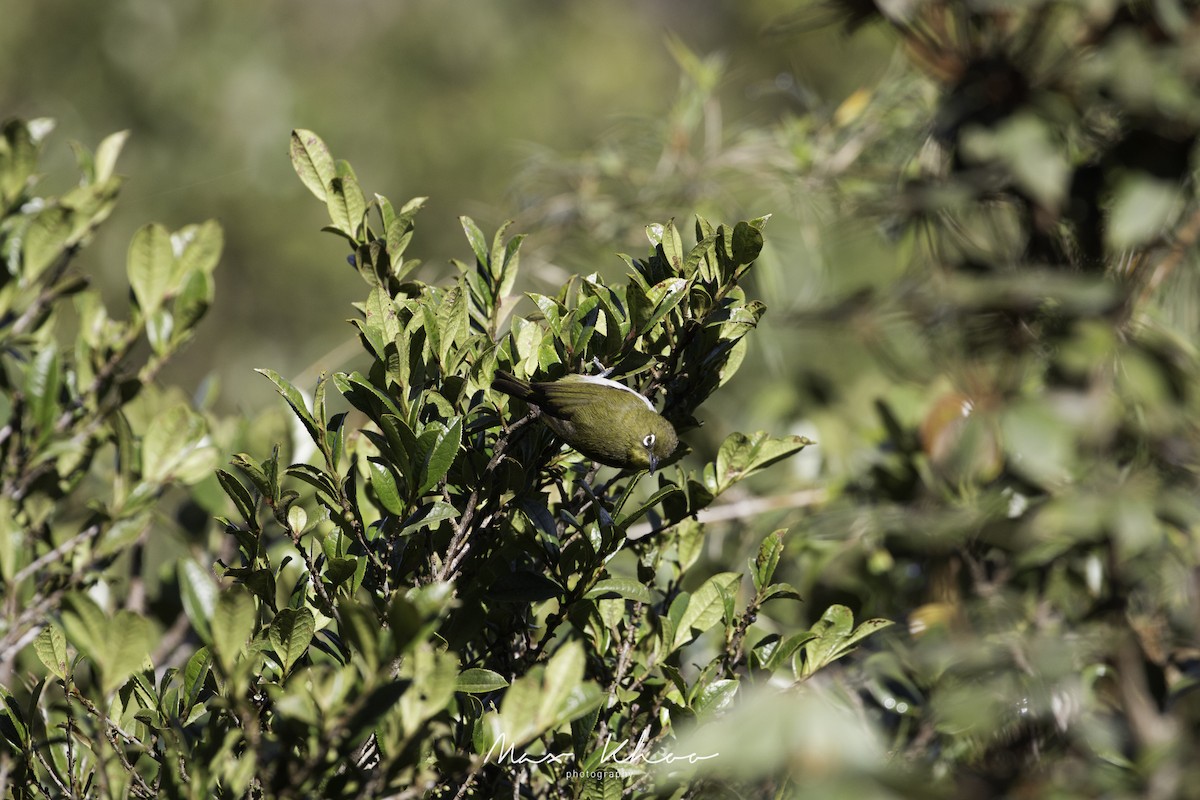 Sri Lanka White-eye - ML620744753