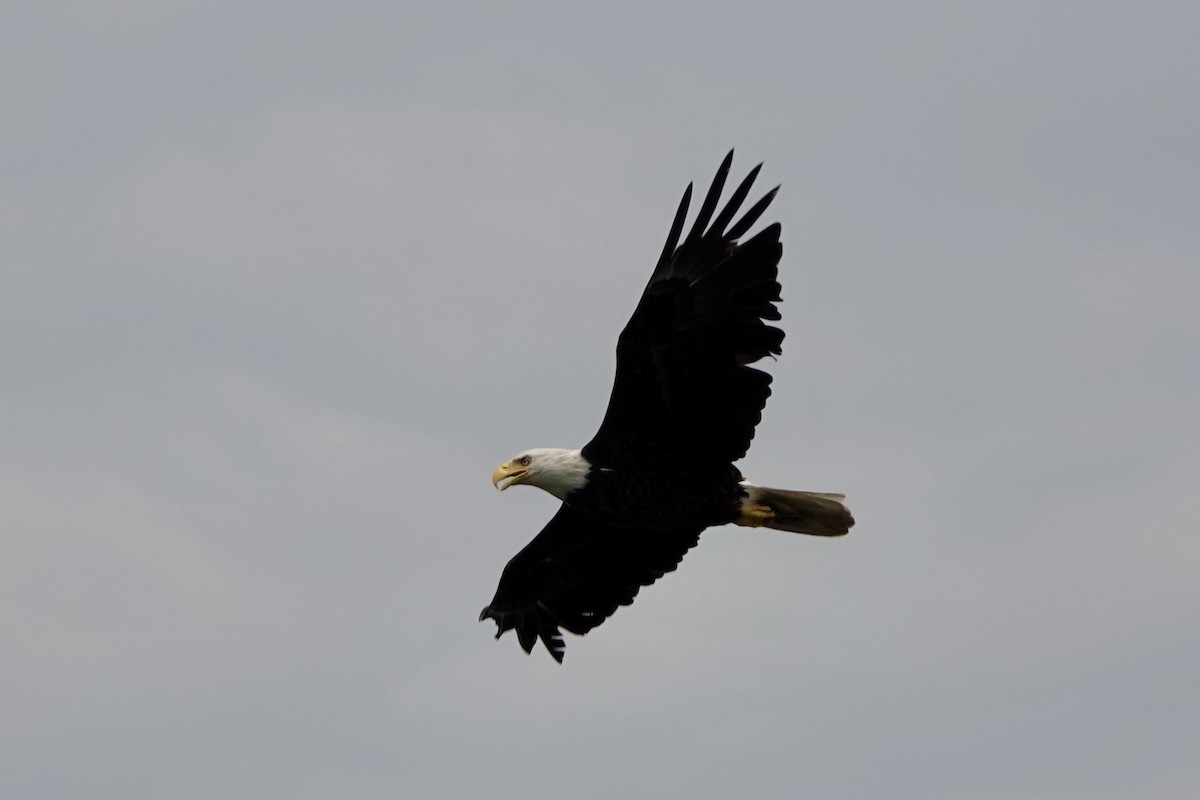 Weißkopf-Seeadler - ML620744754