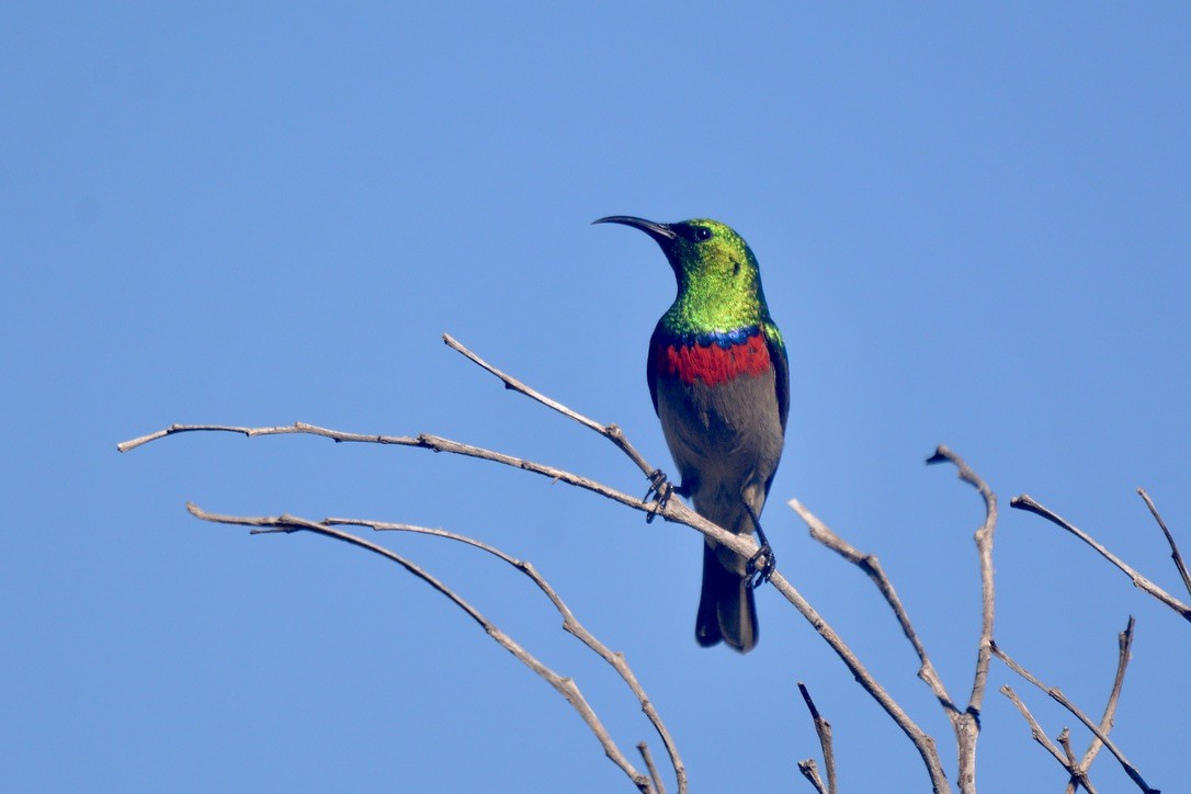 Southern Double-collared Sunbird - ML620744755