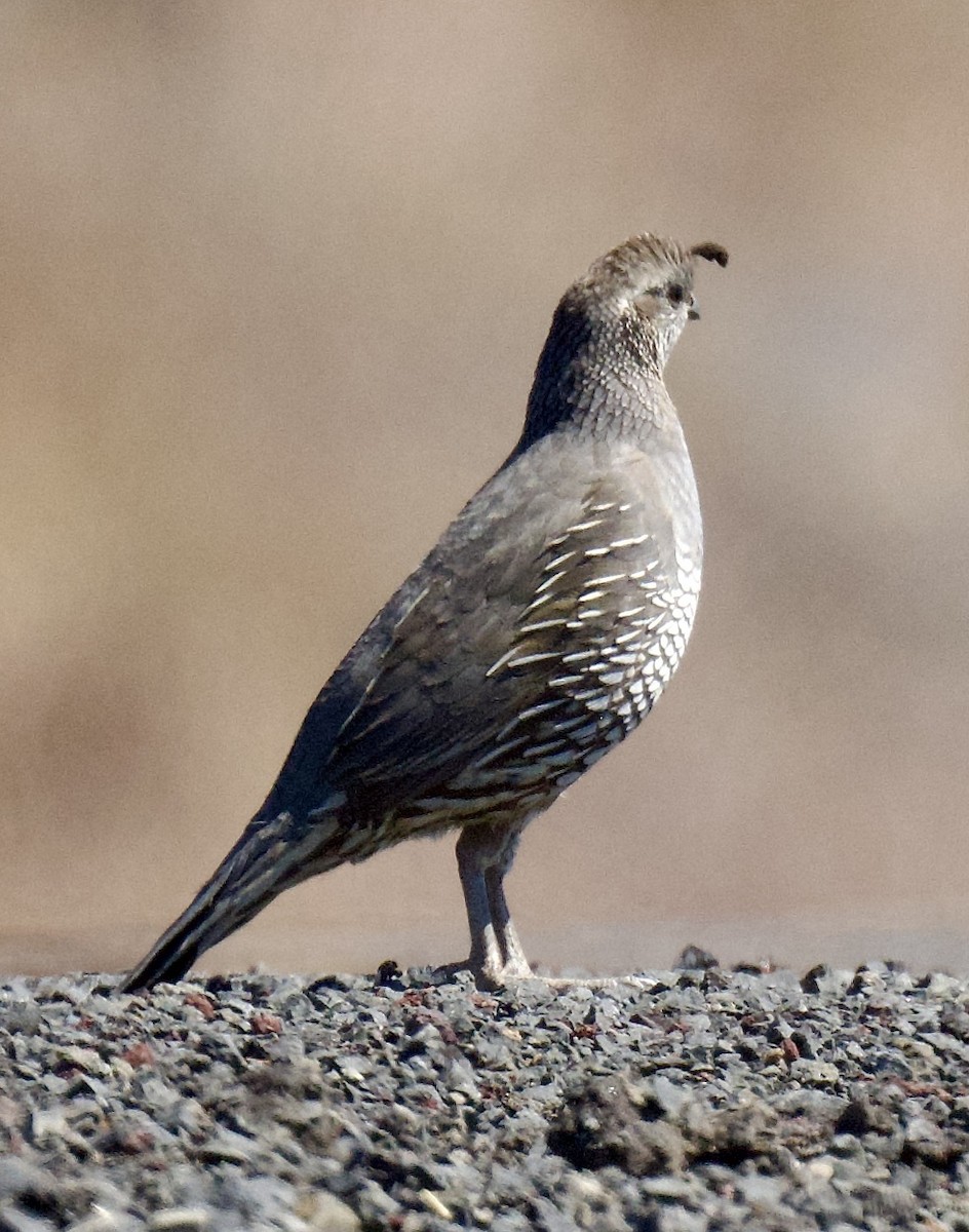 California Quail - ML620744758