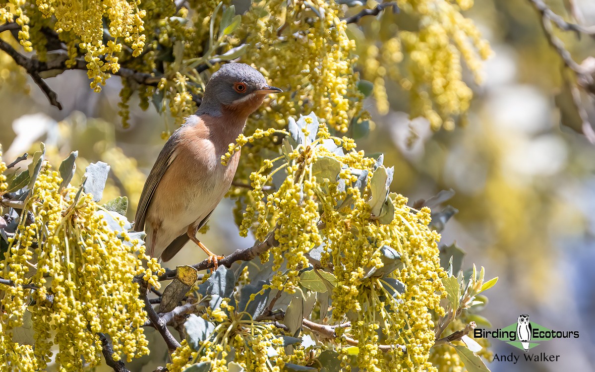 Western Subalpine Warbler - ML620744760