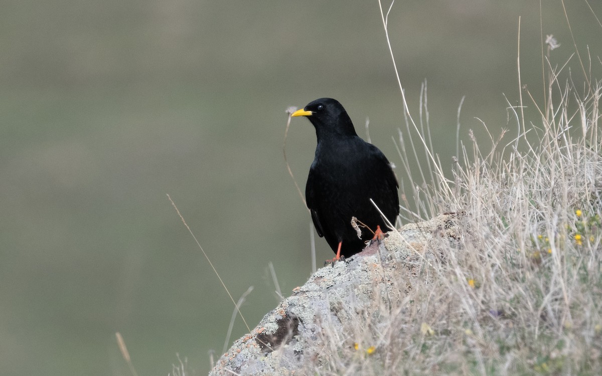 Yellow-billed Chough - ML620744768